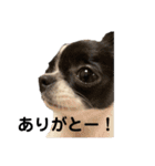 チワワのちくわ③（個別スタンプ：15）
