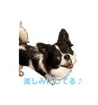 チワワのちくわ③（個別スタンプ：16）