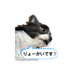 チワワのちくわ③（個別スタンプ：20）