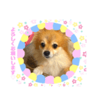 ポメラニアンもこちゃんとの生活（個別スタンプ：2）