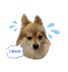 ポメラニアンもこちゃんとの生活（個別スタンプ：6）