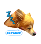 ポメラニアンもこちゃんとの生活（個別スタンプ：8）