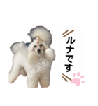 Lunaちゃんの日常（個別スタンプ：1）