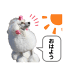 Lunaちゃんの日常（個別スタンプ：3）
