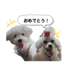 Lunaちゃんの日常（個別スタンプ：12）