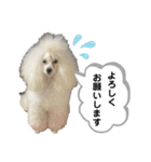 Lunaちゃんの日常（個別スタンプ：13）