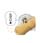 Lunaちゃんの日常（個別スタンプ：23）