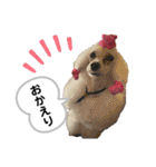 Lunaちゃんの日常（個別スタンプ：24）