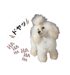 Lunaちゃんの日常（個別スタンプ：28）