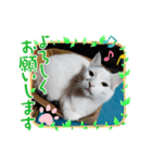 やんちゃなゴマ（個別スタンプ：16）
