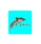 うパるパくん（個別スタンプ：1）