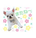 babyるぅ！ぴゅあさんと一緒編（個別スタンプ：3）