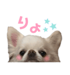 babyるぅ！ぴゅあさんと一緒編（個別スタンプ：4）