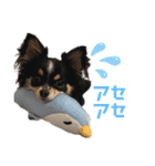 babyるぅ！ぴゅあさんと一緒編（個別スタンプ：17）