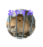 うちのモフ《degu》（個別スタンプ：1）