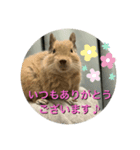うちのモフ《degu》（個別スタンプ：2）