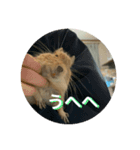 うちのモフ《degu》（個別スタンプ：5）