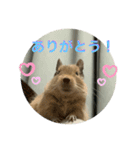 うちのモフ《degu》（個別スタンプ：6）