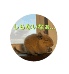 うちのモフ《degu》（個別スタンプ：8）