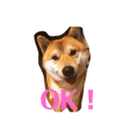 愛犬くま（個別スタンプ：1）
