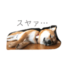 愛犬くま（個別スタンプ：2）