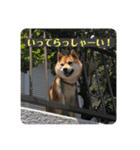 愛犬くま（個別スタンプ：3）