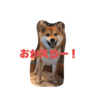 愛犬くま（個別スタンプ：4）