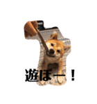 愛犬くま（個別スタンプ：5）