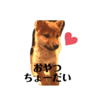 愛犬くま（個別スタンプ：7）