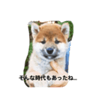 愛犬くま（個別スタンプ：8）