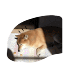 まめしばすたんぷ（個別スタンプ：16）