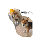 まめしばすたんぷ（個別スタンプ：17）