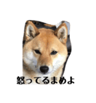 まめしばすたんぷ（個別スタンプ：39）