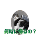 チビちゃんの日常会話スタンプ（個別スタンプ：9）