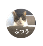 チビちゃんの日常会話スタンプ（個別スタンプ：15）
