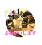 チビちゃんの日常会話スタンプ（個別スタンプ：16）