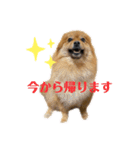 こはなひめスタンプpart2（個別スタンプ：7）