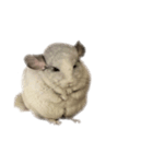 chinchilla （Noa）part1（個別スタンプ：1）