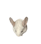 chinchilla （Noa）part1（個別スタンプ：2）