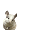 chinchilla （Noa）part1（個別スタンプ：3）