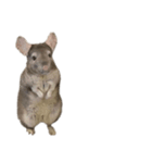 chinchilla （Noa）part1（個別スタンプ：4）