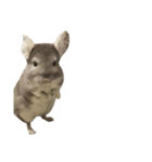 chinchilla （Noa）part1（個別スタンプ：5）