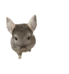 chinchilla （Noa）part1（個別スタンプ：6）
