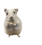 chinchilla （Noa）part1（個別スタンプ：7）