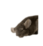 chinchilla （Noa）part1（個別スタンプ：8）