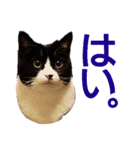 くりとから（個別スタンプ：4）
