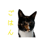 くりとから（個別スタンプ：5）