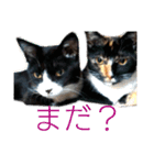 くりとから（個別スタンプ：15）