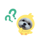 ペキビションのRiriちゃん（個別スタンプ：1）