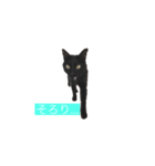 黒猫きぃさん（個別スタンプ：3）